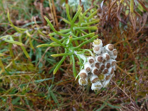 Tall Pearly Everlasting